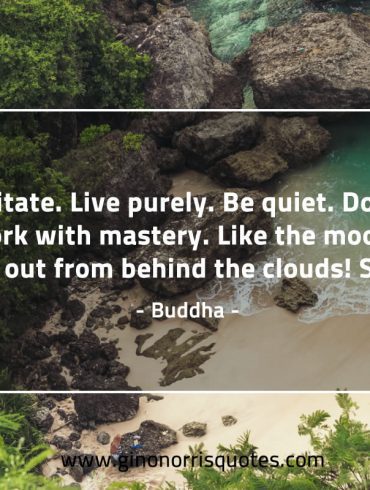 Meditate Live purely BuddhaQuotes