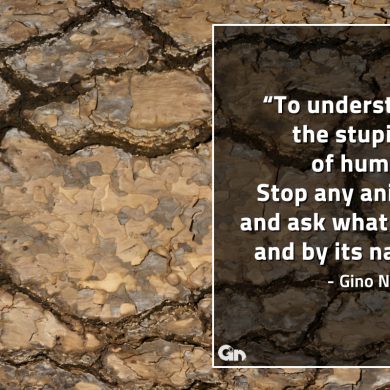 To  understand the stupidity of humans GinoNorrisQuotes