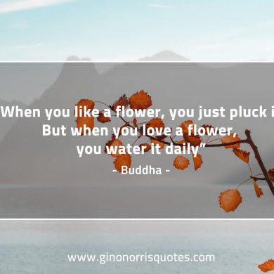 When you like a flower BuddhaQuotes