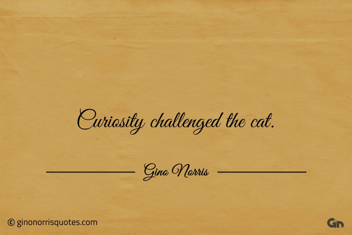 Curiosity challenged the cat ginonorrisquotes