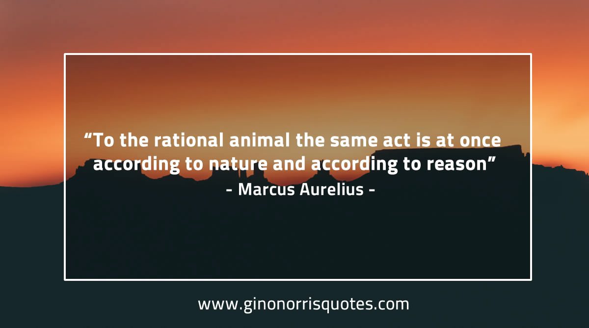 To the rational animal MarcusAureliusQuotes