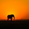 elephantdusk