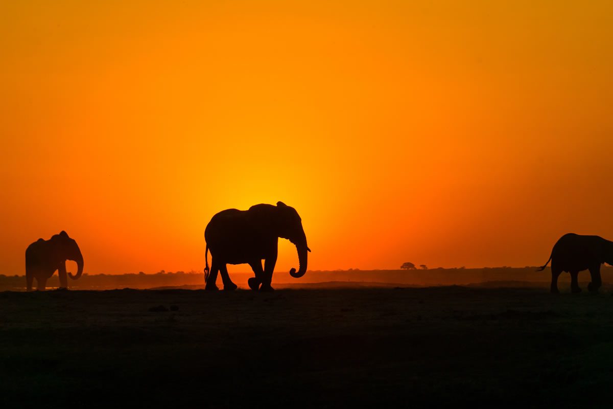 elephantdusk