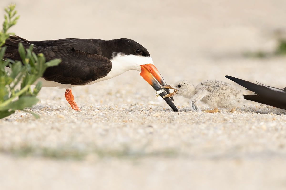 feedingchick