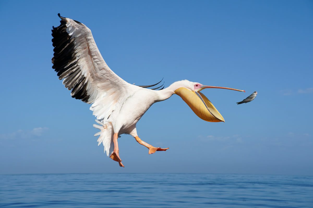 pelican